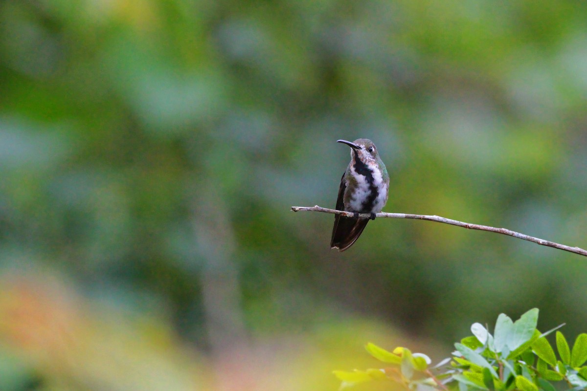 Black-throated Mango - ML636617658