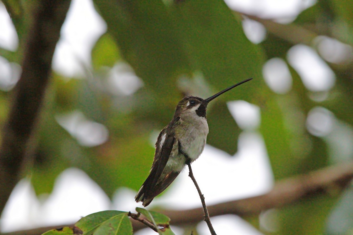 Long-billed Starthroat - ML636617670