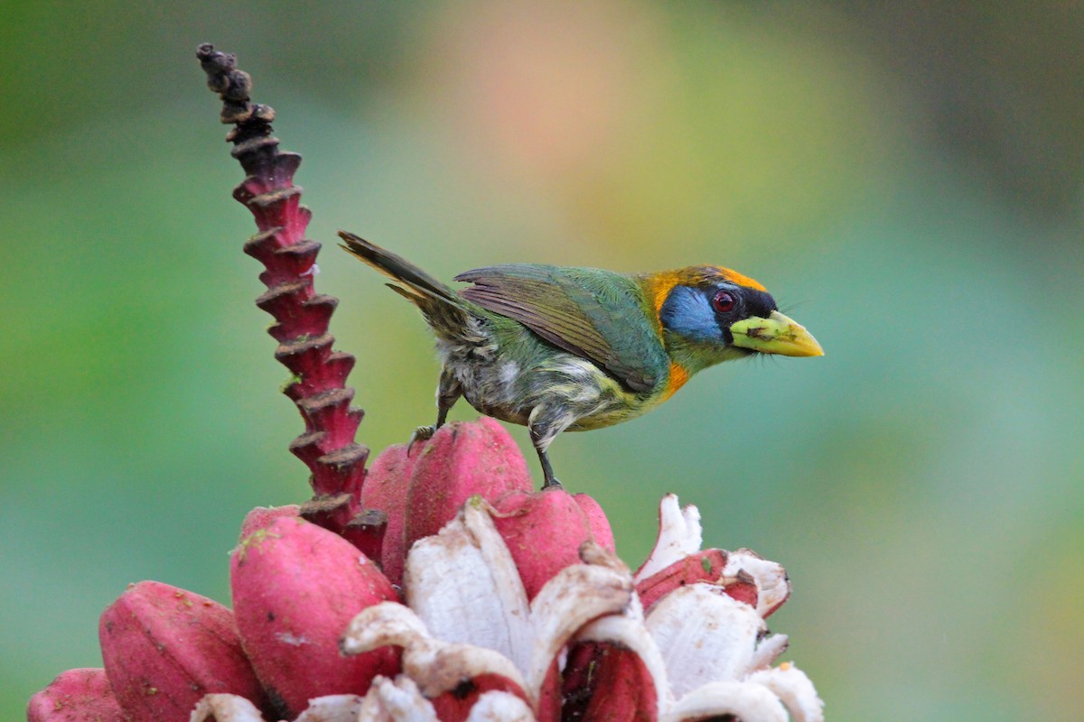 Red-headed Barbet - ML636617697
