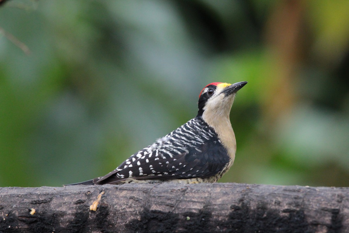 Black-cheeked Woodpecker - ML636617706