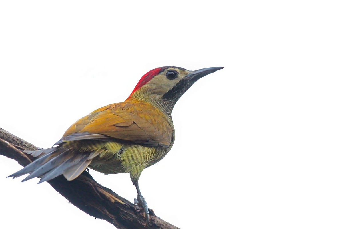 Golden-olive Woodpecker - ML636617724