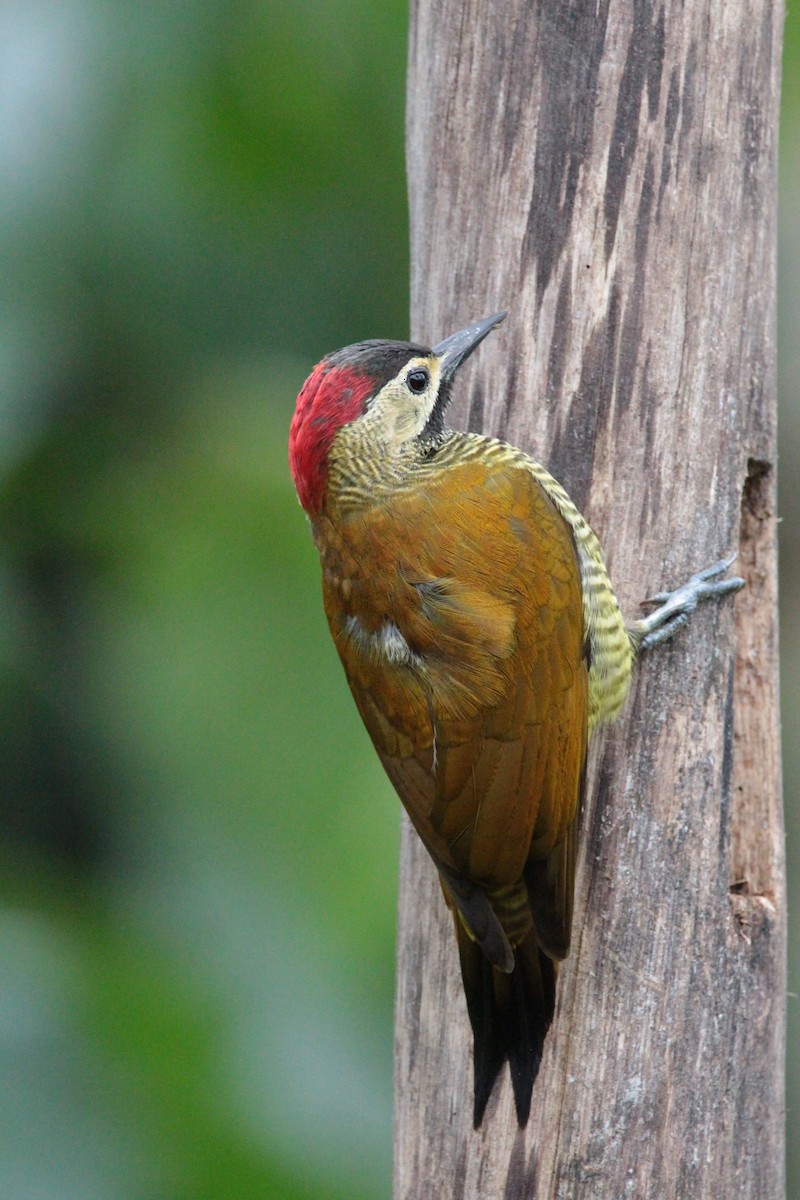 Golden-olive Woodpecker - ML636617732