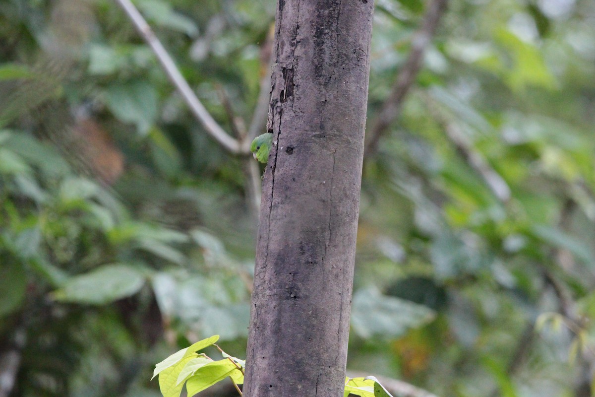 Pacific Parrotlet - ML636617743