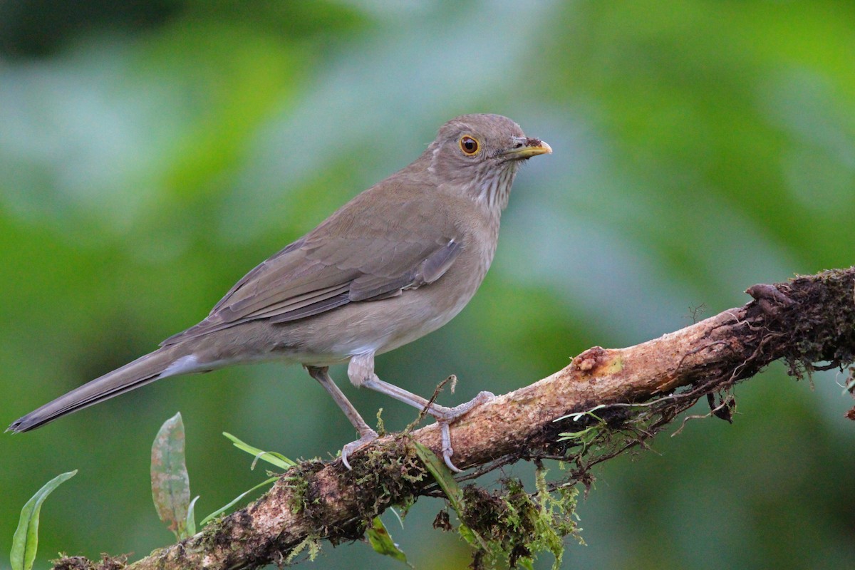 Ecuadorian Thrush - ML636617763