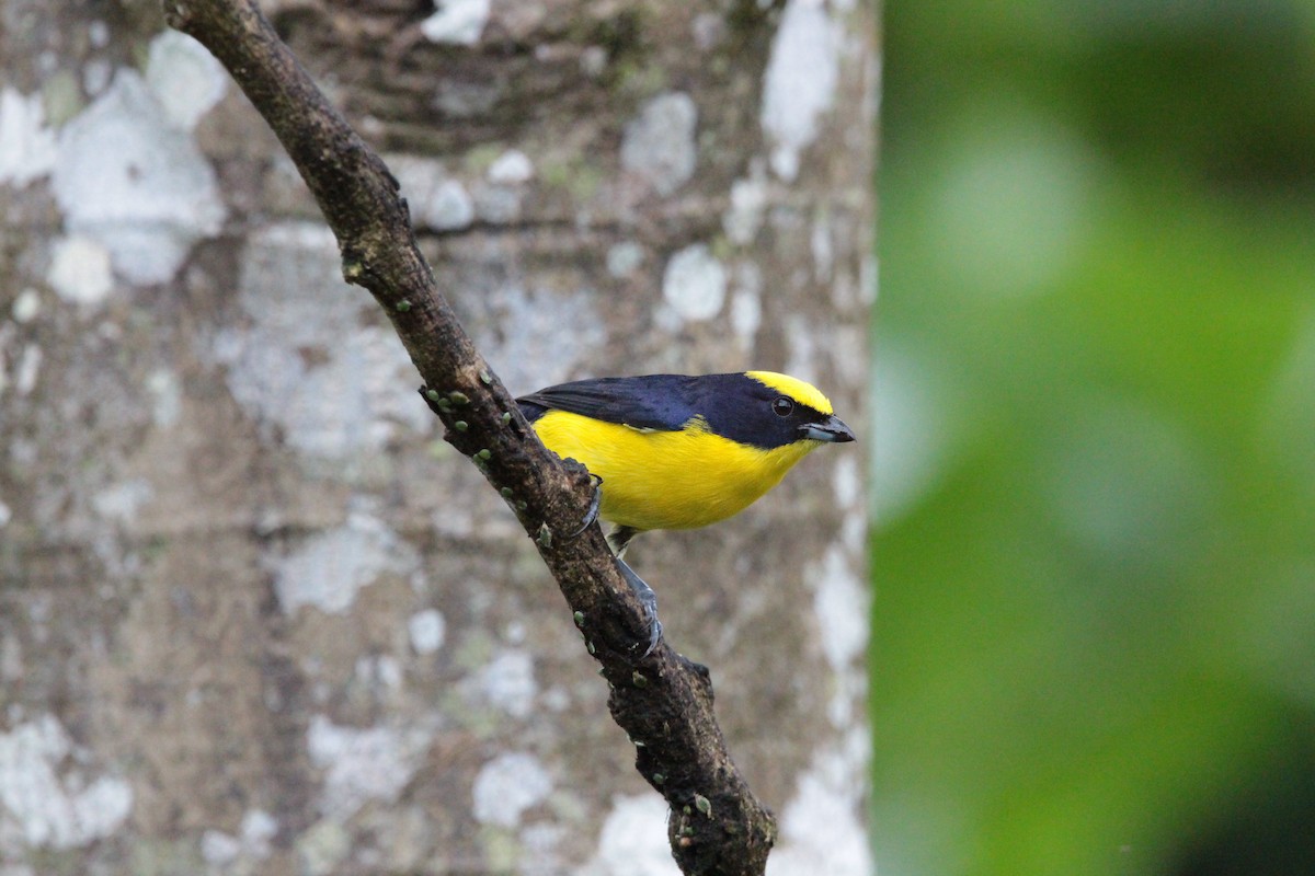 Thick-billed Euphonia - ML636617790