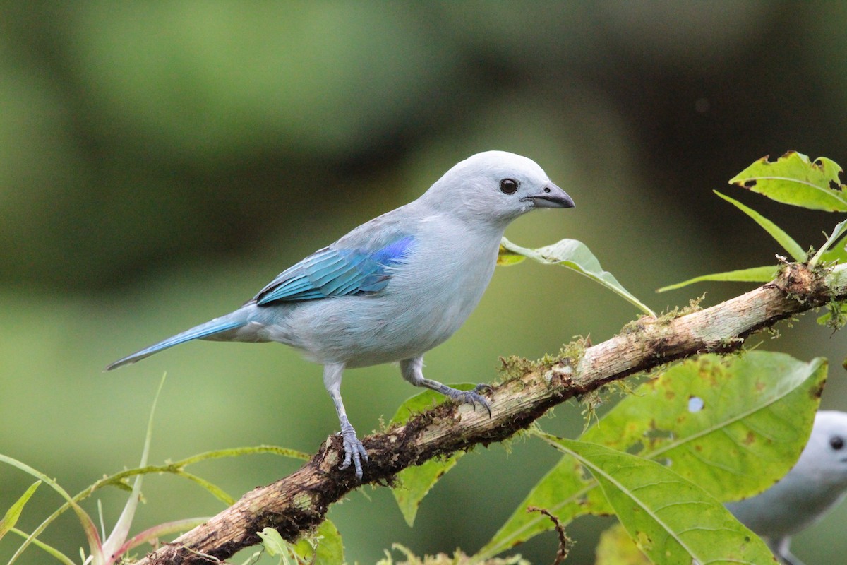 Blue-gray Tanager - ML636617800