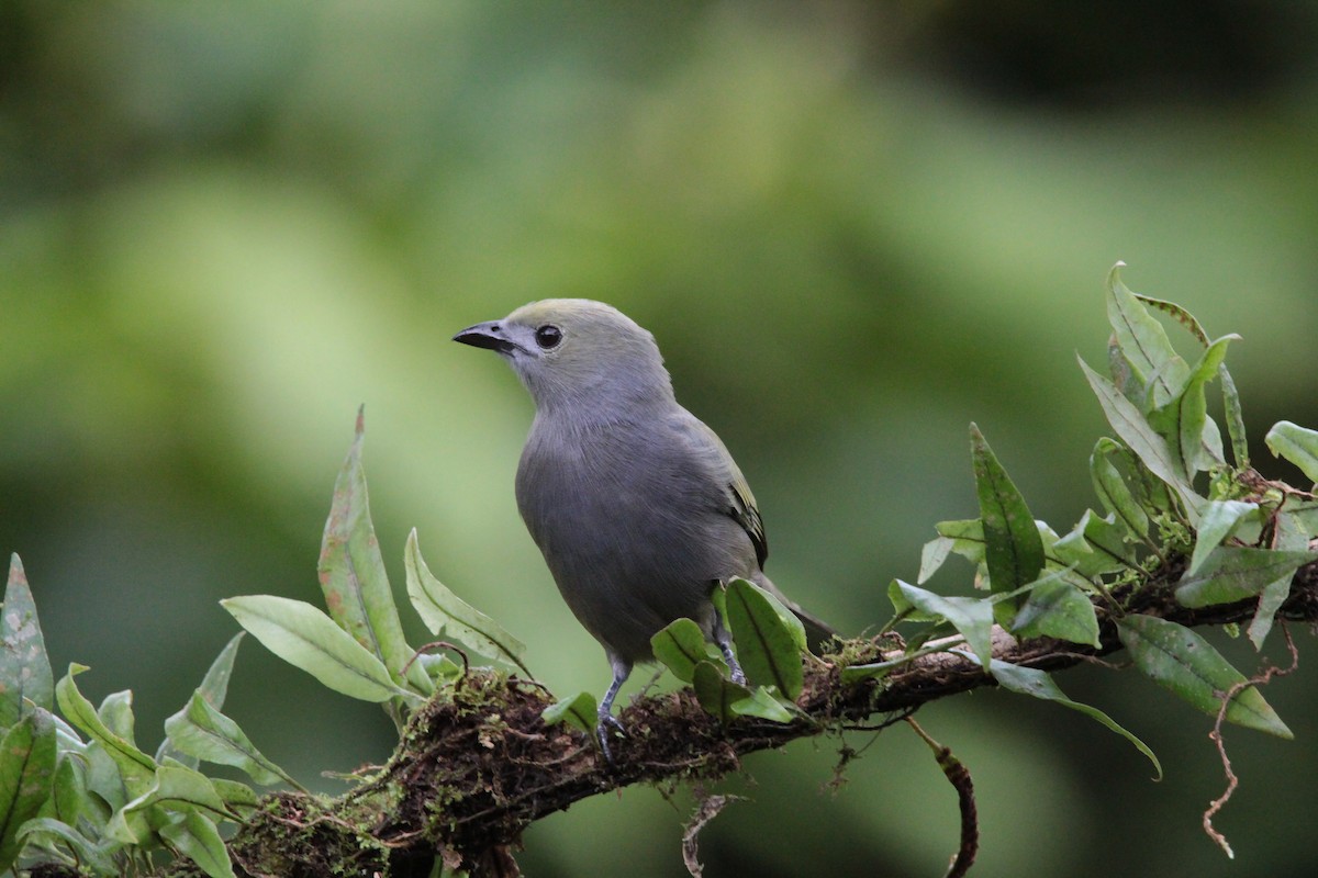 Palm Tanager - ML636617813