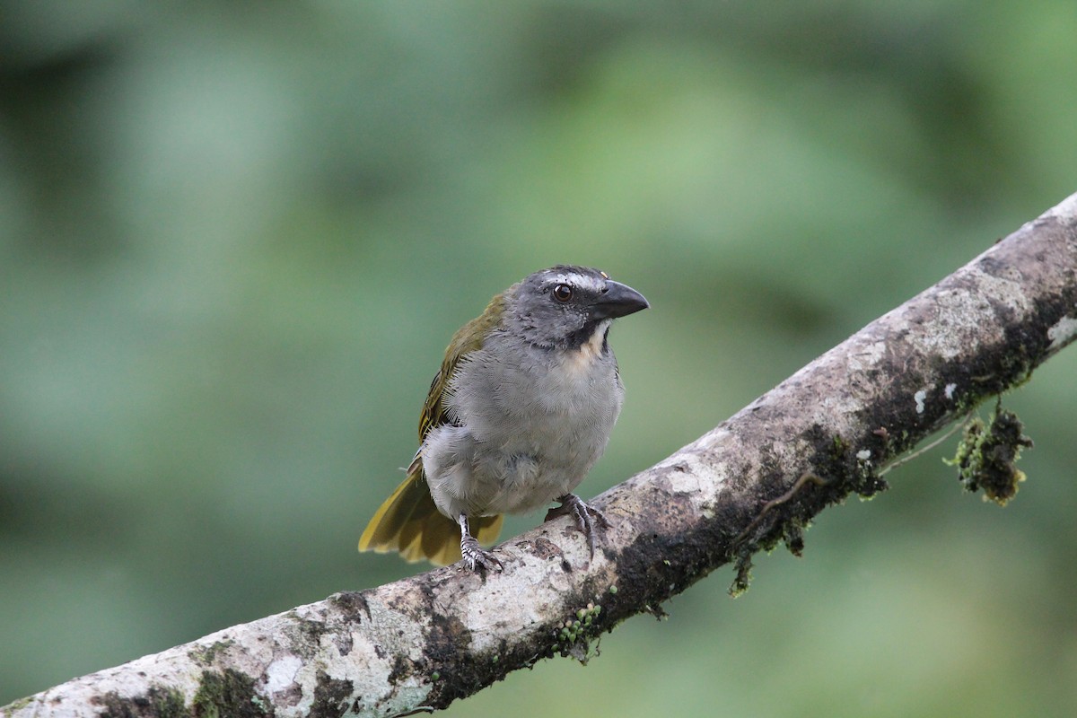 Buff-throated Saltator - ML636617845