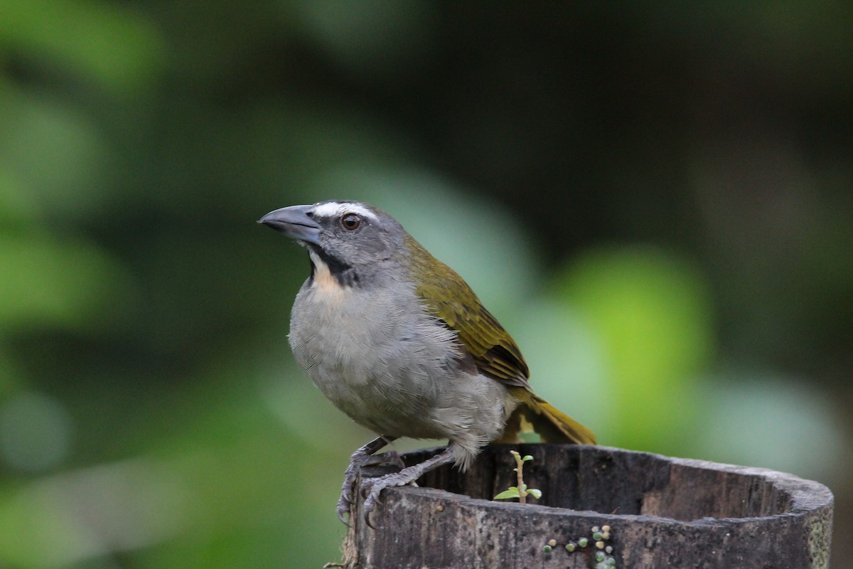 Buff-throated Saltator - ML636617851