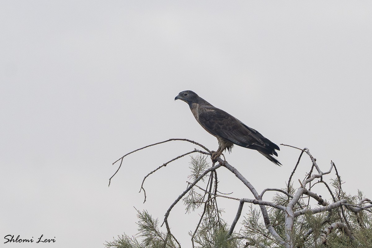 אייה מזרחית - ML636618052