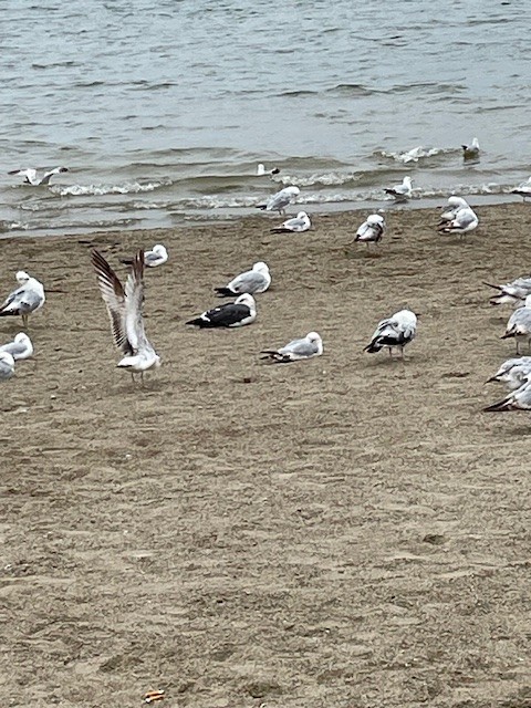 racek žlutonohý - ML636618151