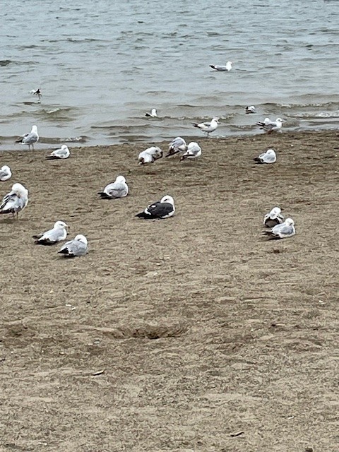 racek žlutonohý - ML636618152