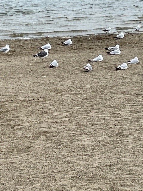 racek žlutonohý - ML636618153