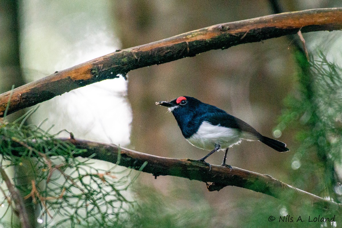 Black-throated Wattle-eye - ML636618220