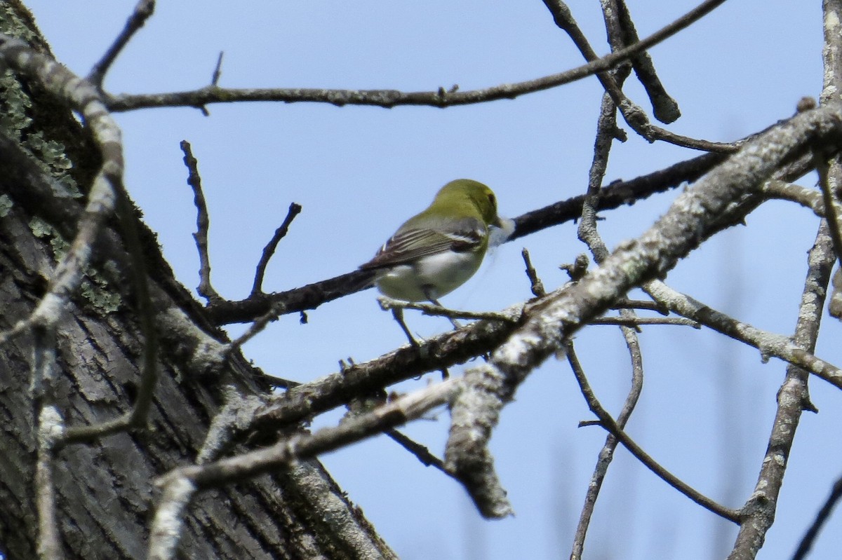 Yellow-throated Vireo - ML636618256