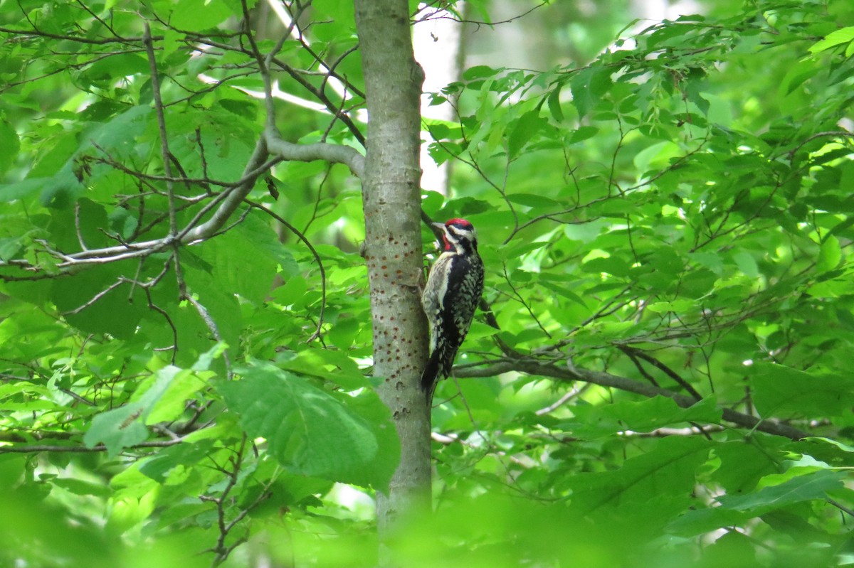 Yellow-bellied Sapsucker - ML636618277