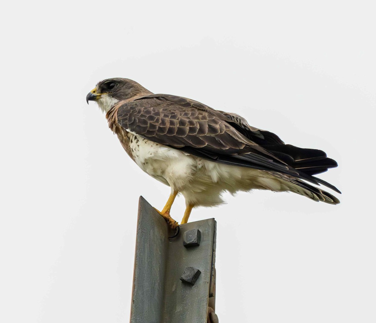Swainson's Hawk - ML636618370