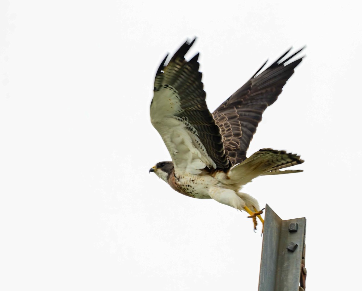 Swainson's Hawk - ML636618371