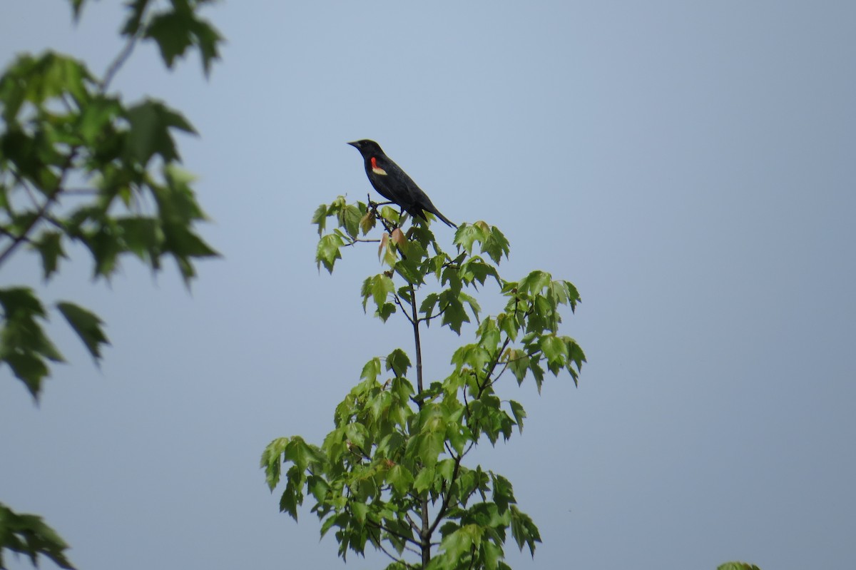 Red-winged Blackbird - ML636618385