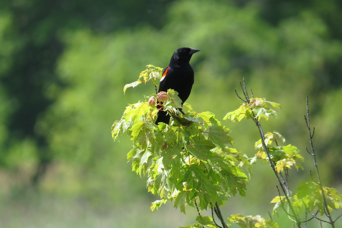 Red-winged Blackbird - ML636618386