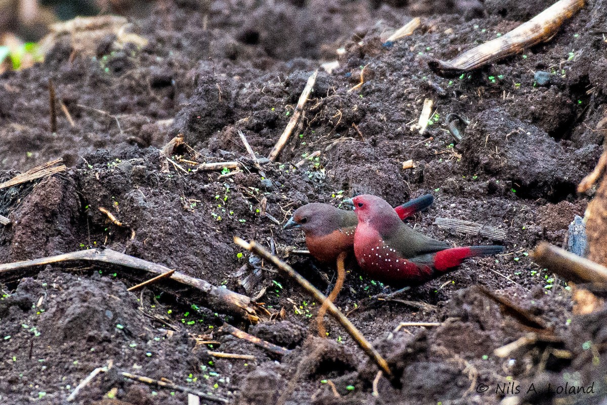 African Firefinch - ML636618472