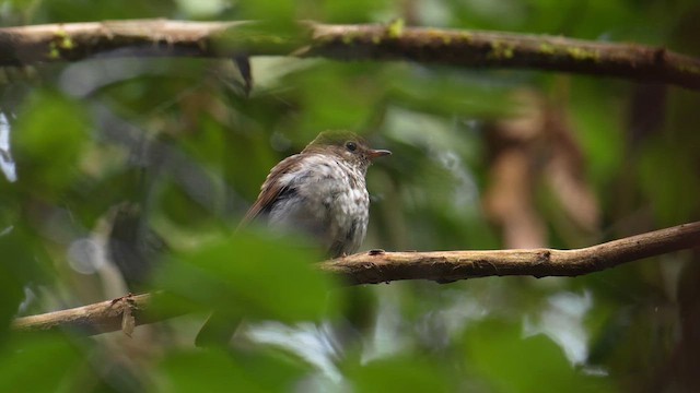 Hermit Thrush - ML636618525