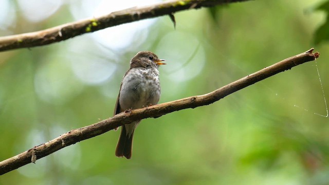 Hermit Thrush - ML636618526