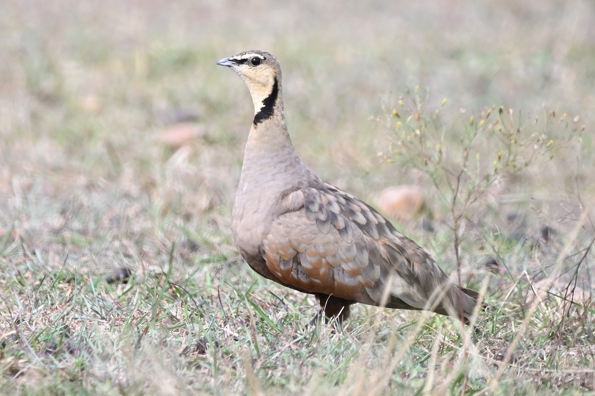 Yellow-throated Sandgrouse - ML636618584