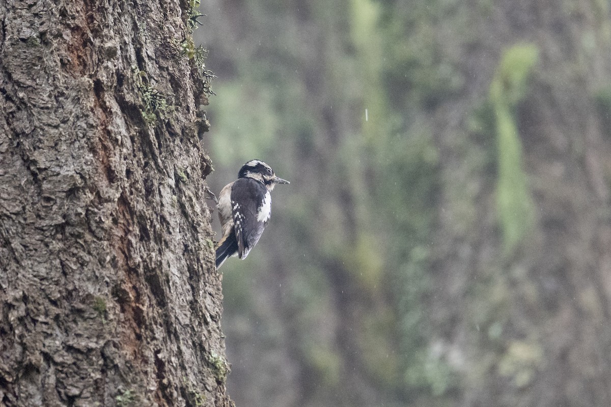 Дятел волохатий - ML636618585