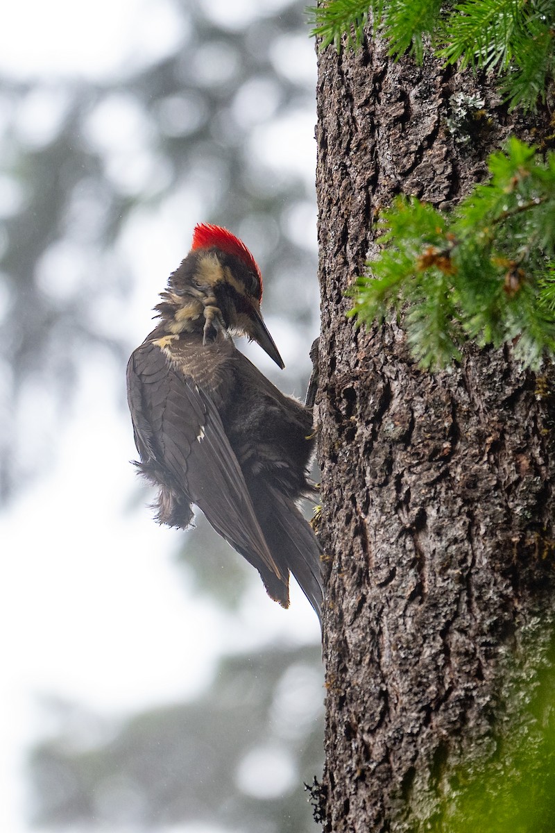 Pileated Woodpecker - ML636618595
