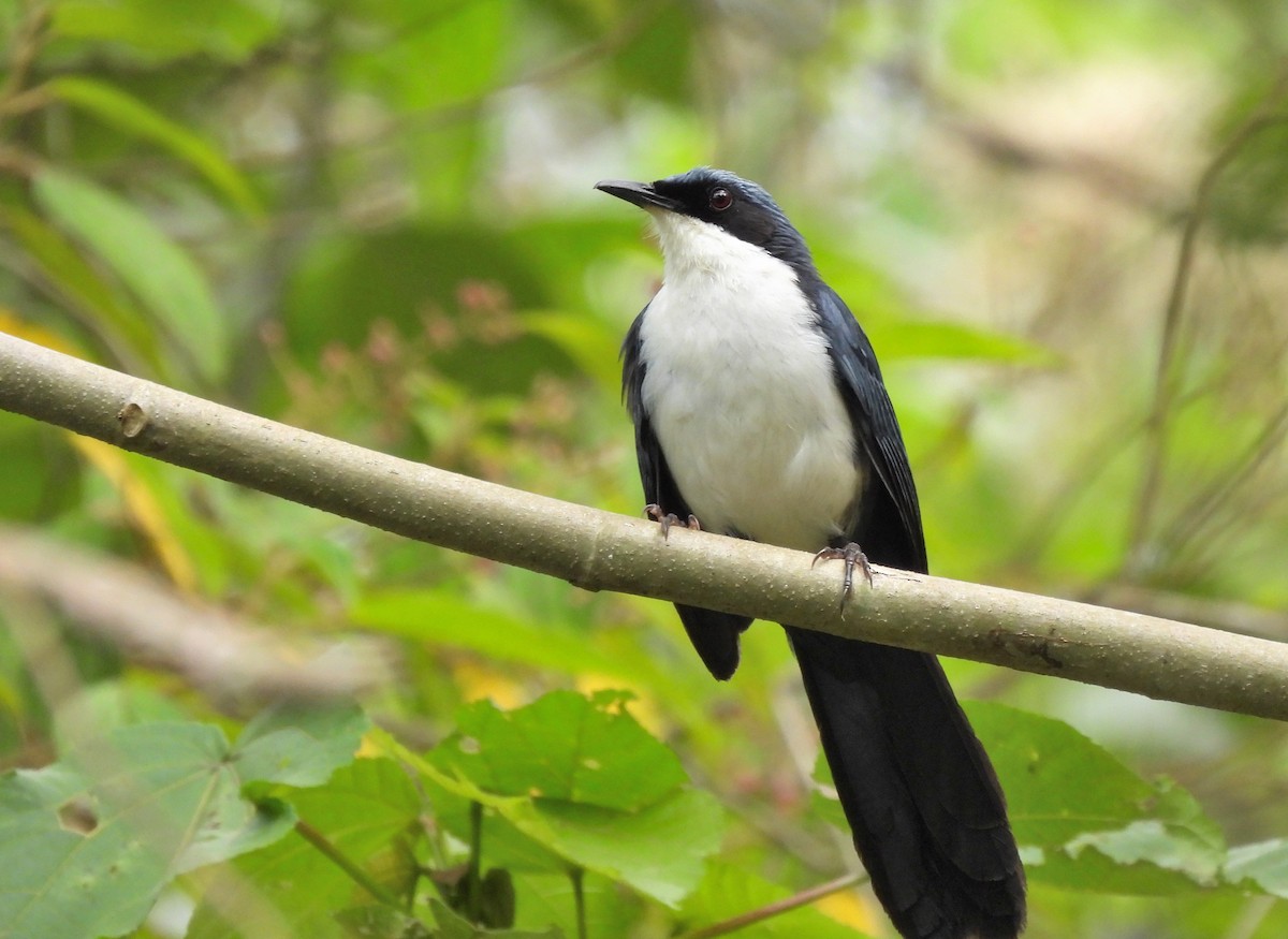 Blue-and-white Mockingbird - ML636618680