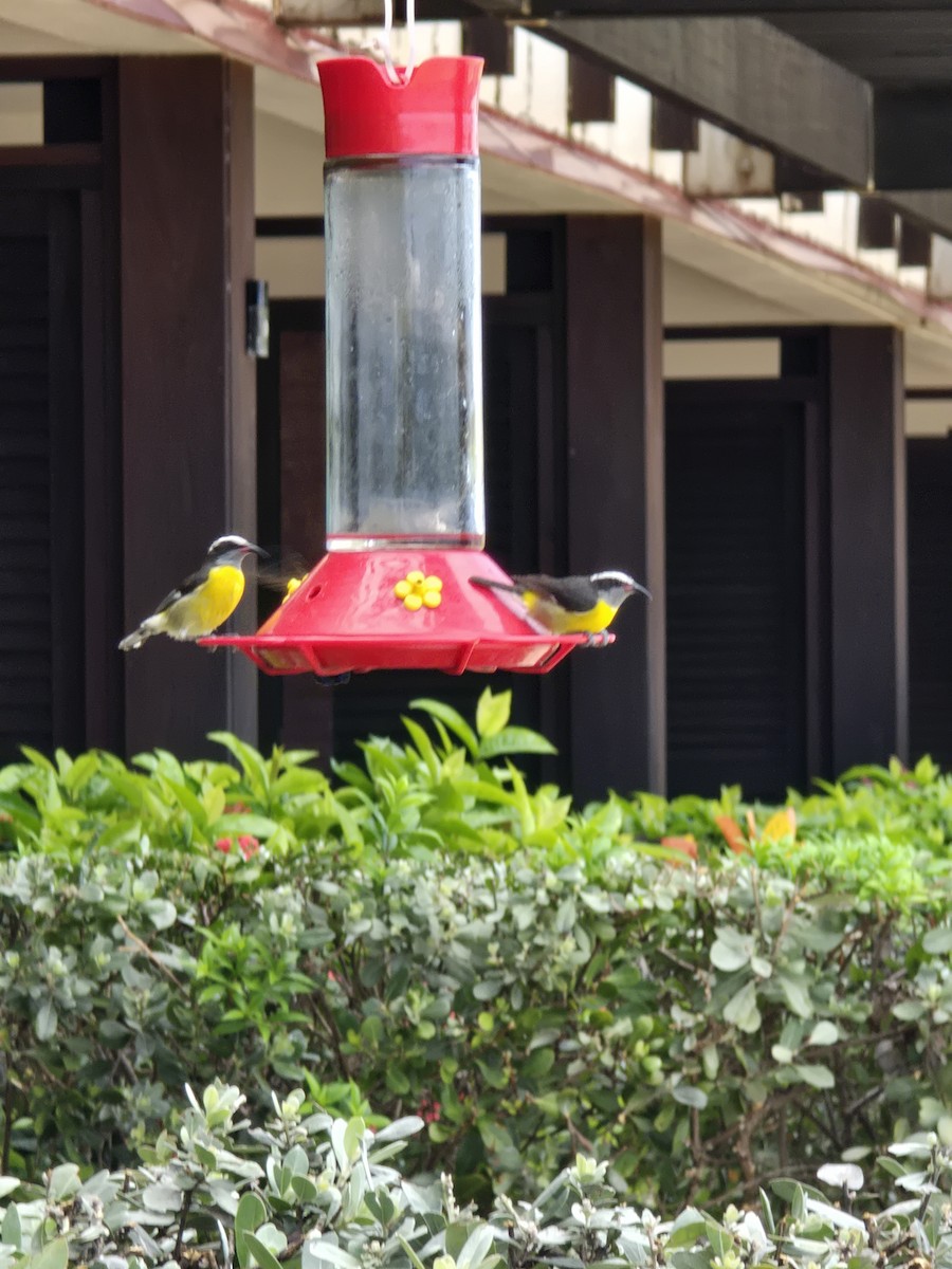 Green-throated Carib - ML636618834