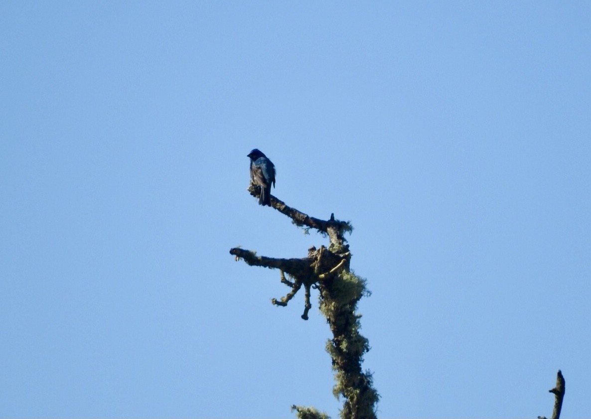 Indigo Bunting - ML636618875