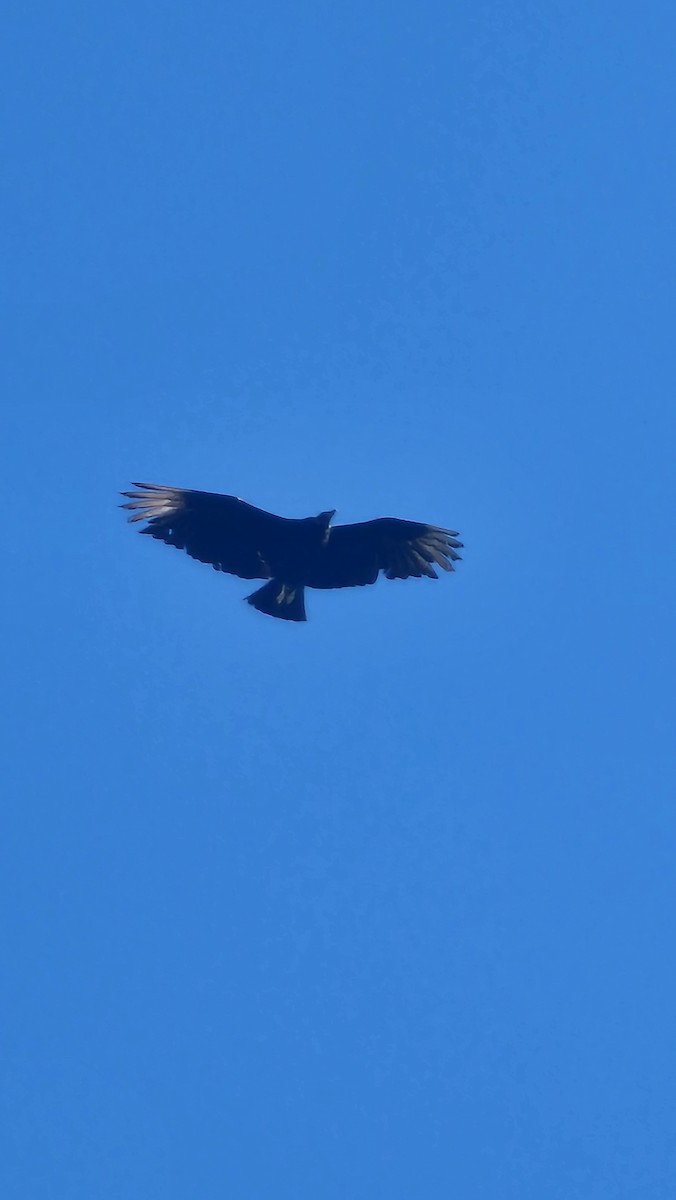 Black Vulture - ML636618946