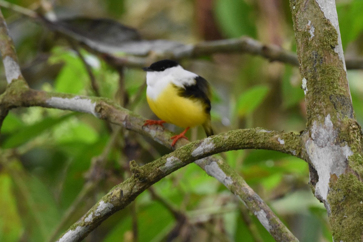 White-collared Manakin - ML636618953