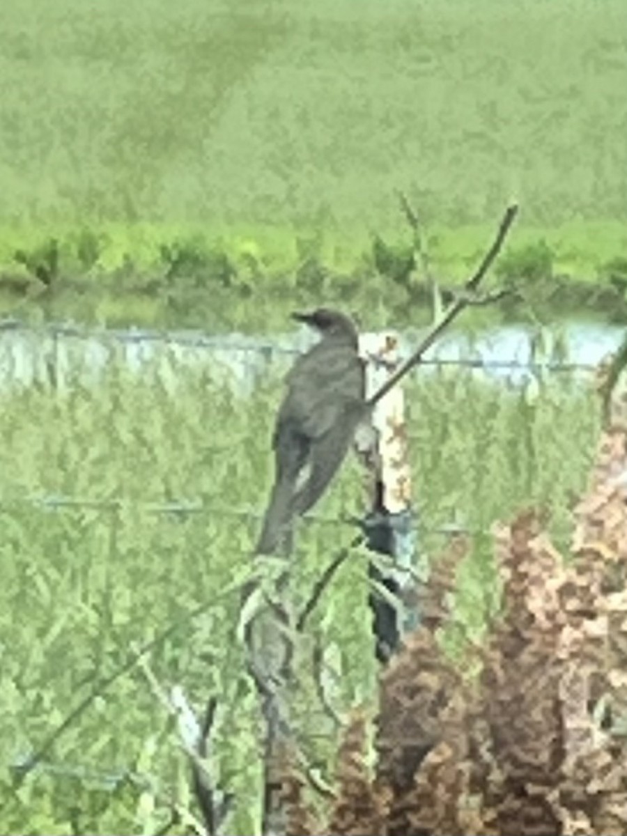 Black-billed Cuckoo - ML636619006