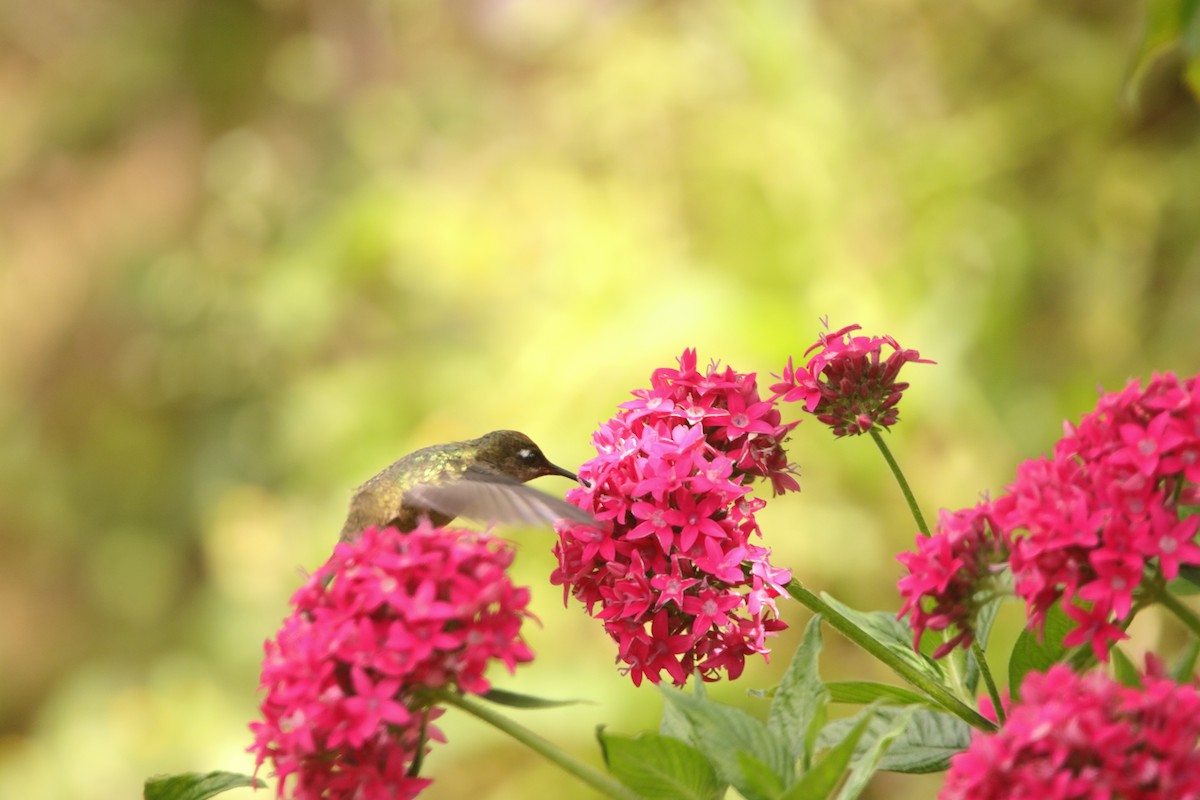 Tolima Blossomcrown - ML636619036