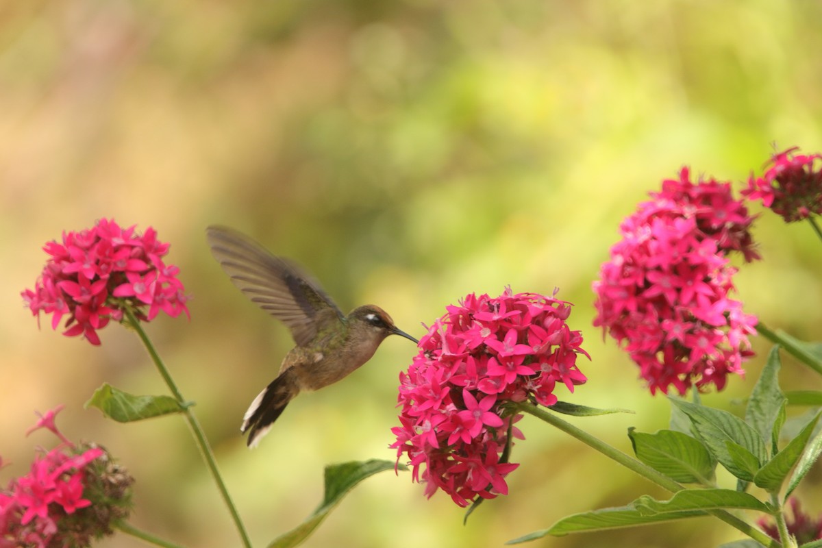 Tolima Blossomcrown - ML636619049