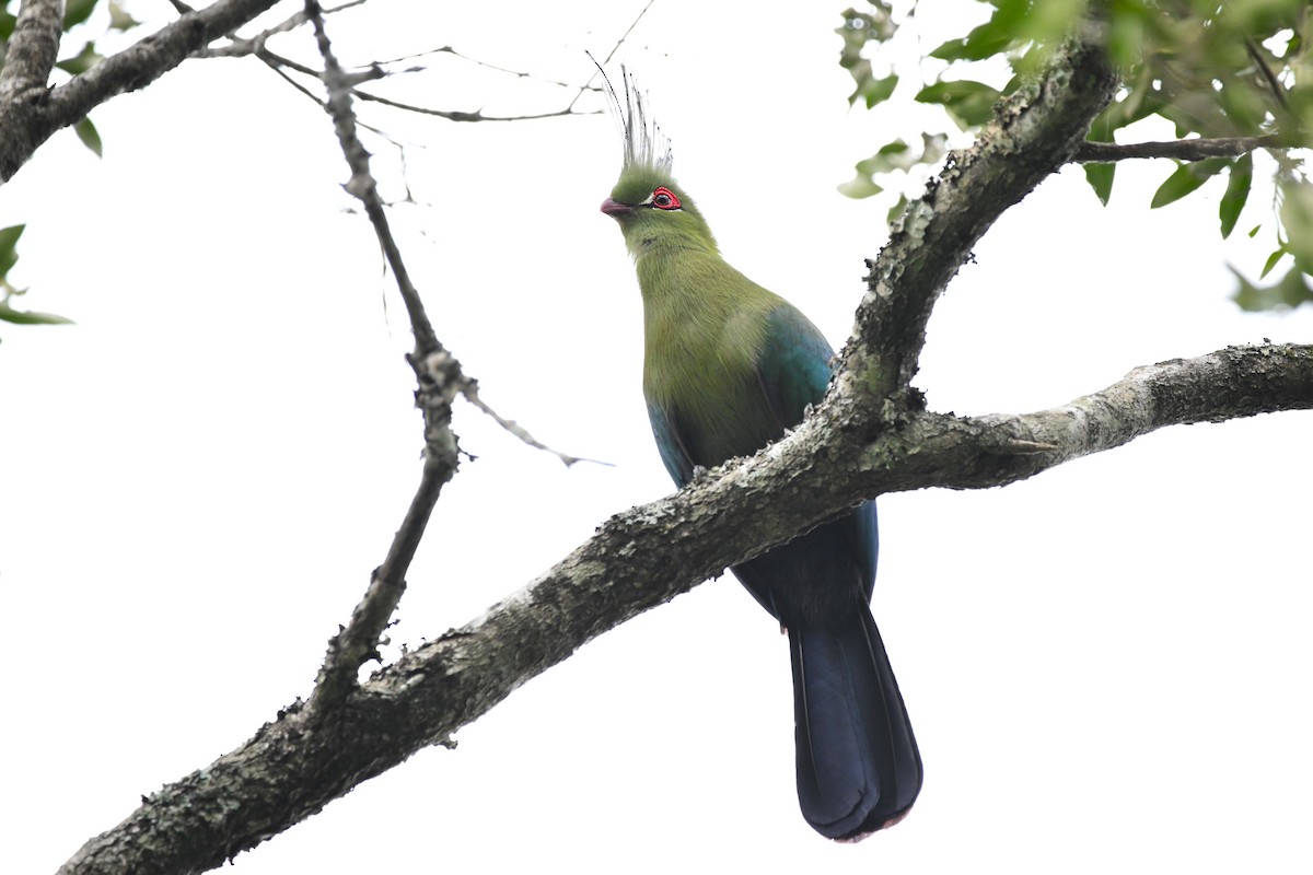 Schalow's Turaco - ML636619057