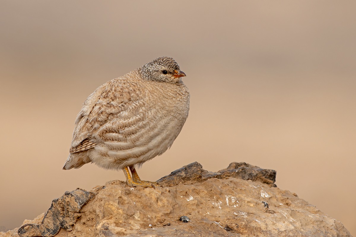 Sand Partridge - ML636619150