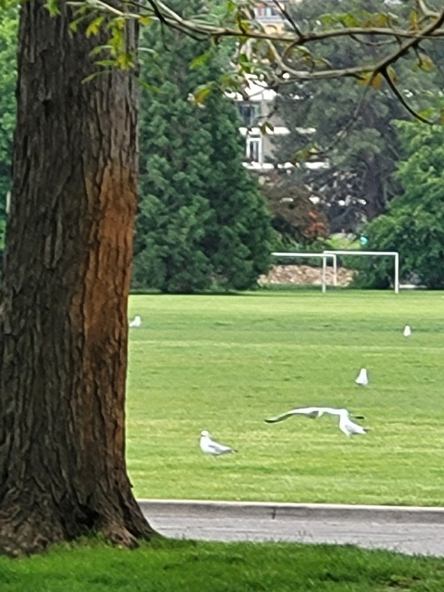 Ring-billed Gull - ML636619179