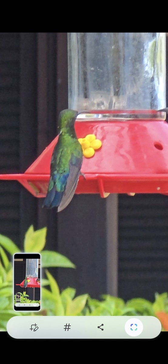 Green-throated Carib - ML636619203