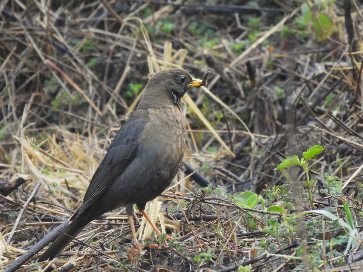 Rufous-collared Robin - ML636619230