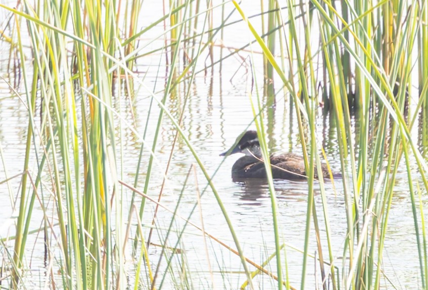 Maccoa Duck - ML636619258