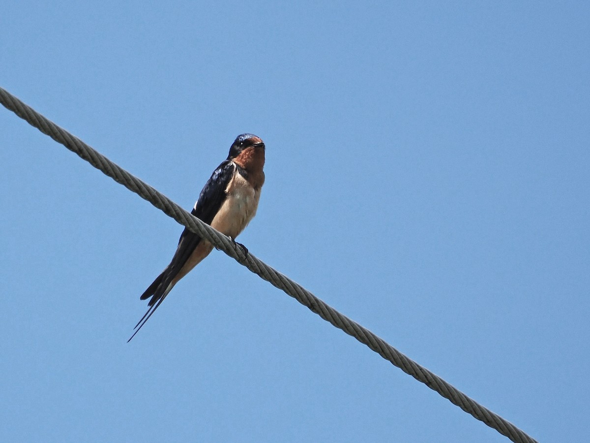 Rondine - ML636619306