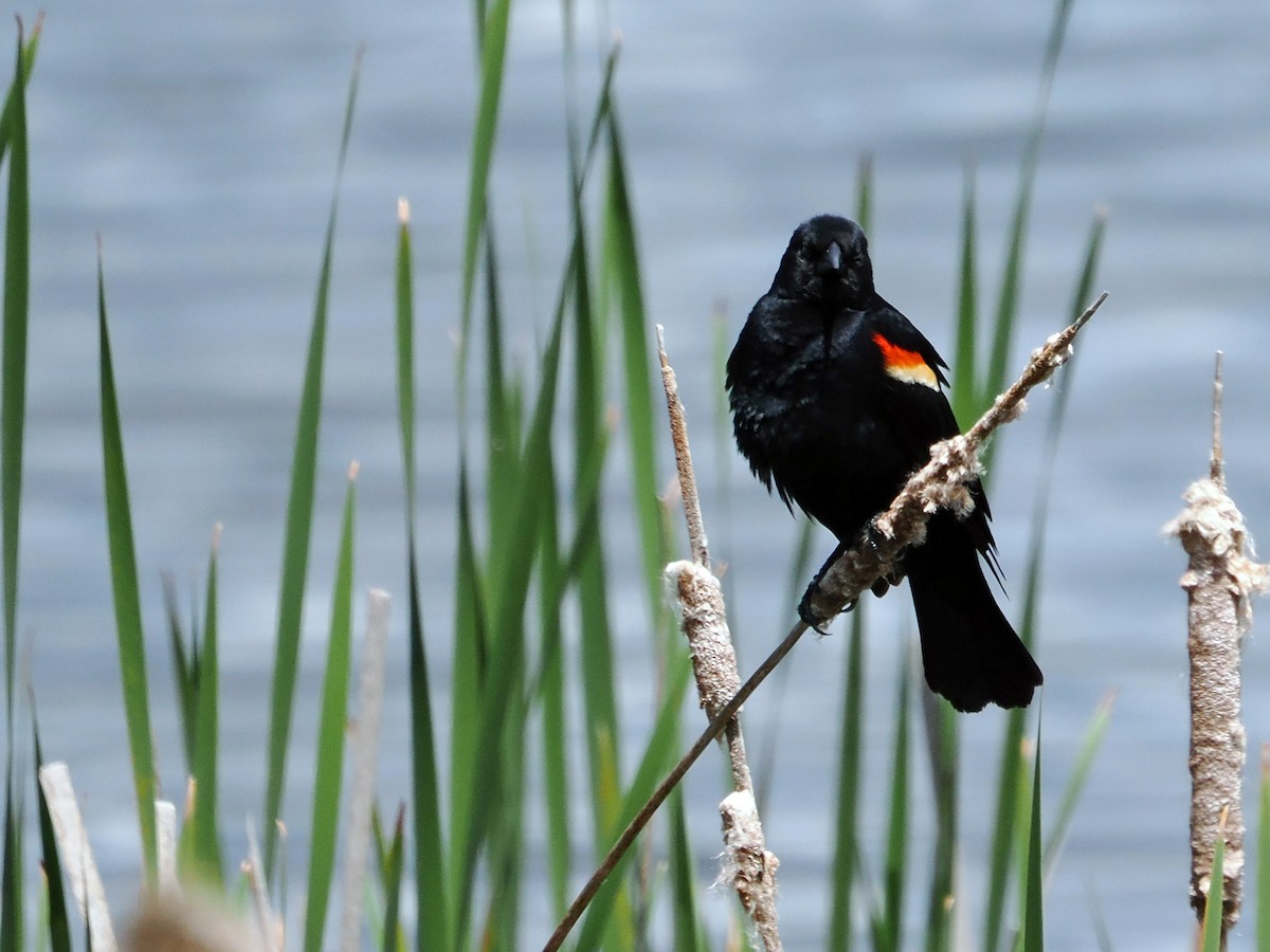 Red-winged Blackbird - ML636619338