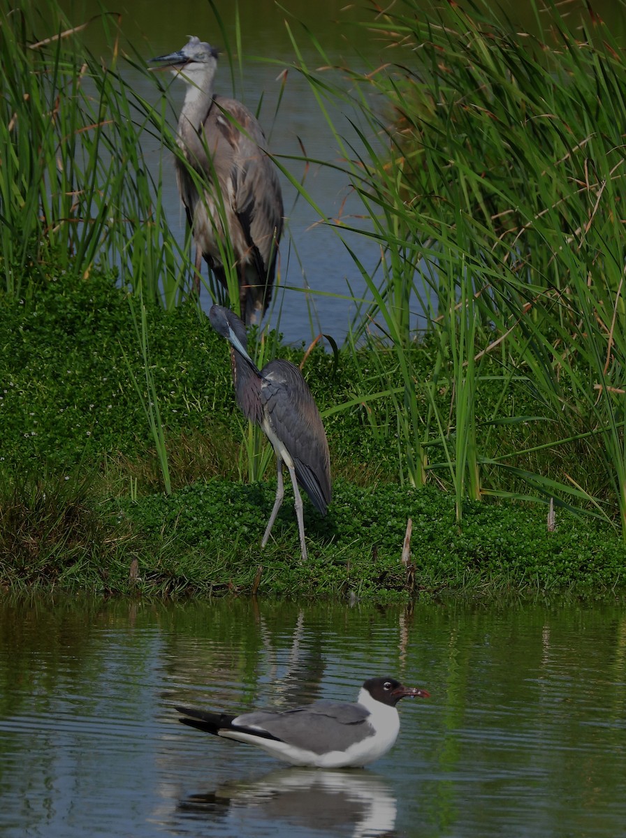 Tricolored Heron - ML636619368