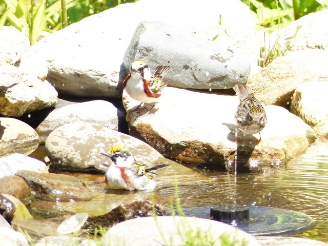 Gelbscheitel-Waldsänger - ML636619401