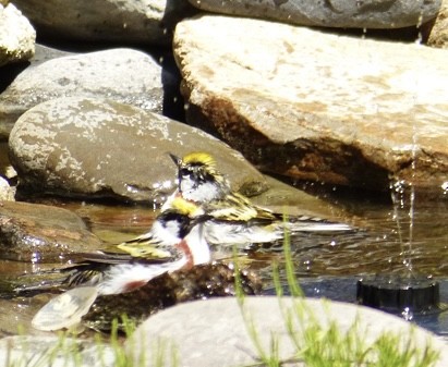 Gelbscheitel-Waldsänger - ML636619402