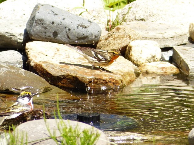 Fichtenwaldsänger - ML636619414